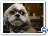 debsdogs_0287-