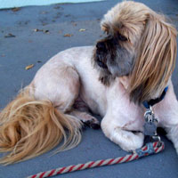 pet grooming