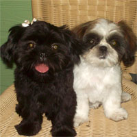 pet grooming