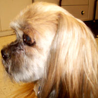dog groomers