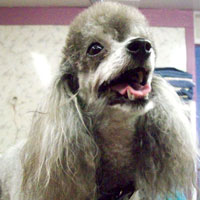 pet groomers